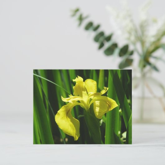 Yellow Flag Iris Postkarte (Stehend Vorderseite)
