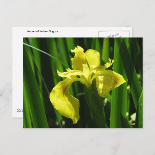 Yellow Flag Iris Postkarte (Vorne/Hinten)