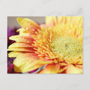 Yellow Flower And Droplets Postcard Postkarte