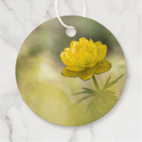 Yellow Flower Nature Photo