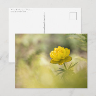 Yellow Flower Nature Photo Postkarte