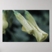 Yellow Flowers - Morning Dew Poster (Vorne)