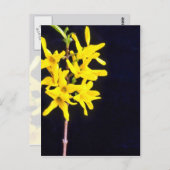 Yellow Forsythia Twig Blume Postkarte (Vorne/Hinten)