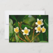 Yellow Frangipani (Vorderseite)