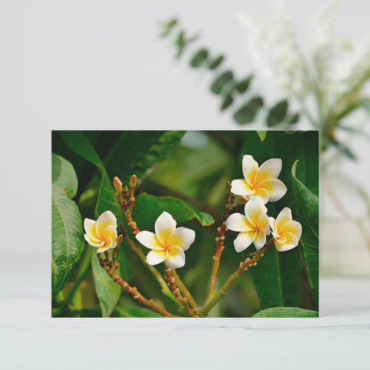 Yellow Frangipani (Stehend Vorderseite)