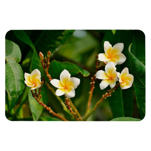 Yellow Frangipani Magnet (Horizontal)