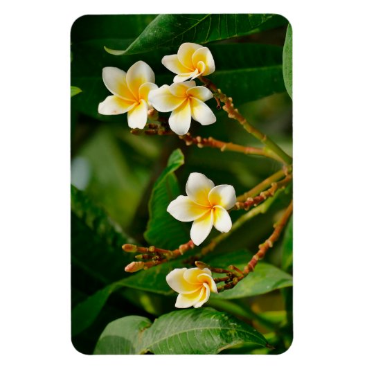 Yellow Frangipani Magnet (Vertikal)