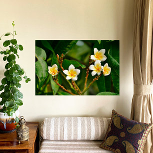 Yellow Frangipani Poster