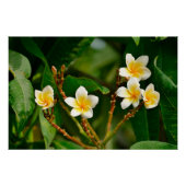 Yellow Frangipani Poster (Vorderseite)