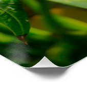 Yellow Frangipani Poster (Ecke)