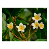 Yellow Frangipani Poster (Vorderseite)