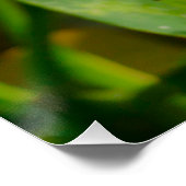 Yellow Frangipani Poster (Ecke)