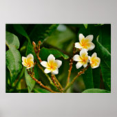 Yellow Frangipani Poster (Vorne)