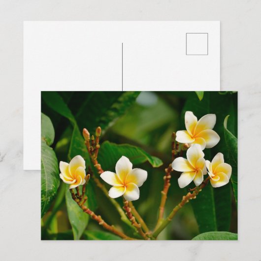 Yellow Frangipani Postkarte (Vorne/Hinten)