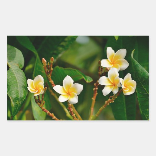 Yellow Frangipani Rechteckiger Aufkleber (Vorderseite)