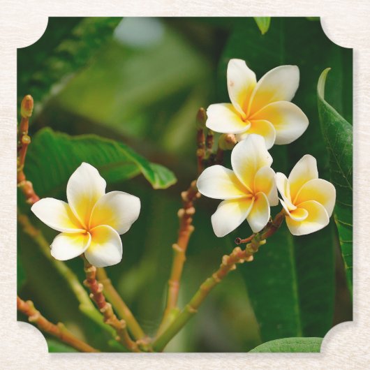 Yellow Frangipani Untersetzer (Vorderseite)