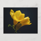Yellow Freesia Blossoms Postkarte (Vorderseite)
