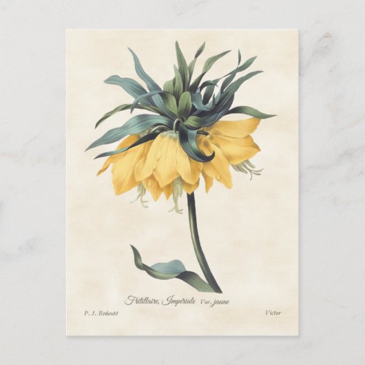 Yellow Fritillaria Vintag Botanisch Postkarte (Vorderseite)