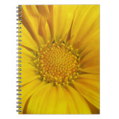 Yellow Gazania Notizblock (Vorderseite)