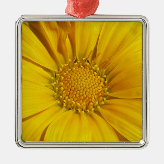 Yellow Gazania Silbernes Ornament (Vorne)