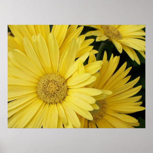 Yellow Gebera Daisies Poster (Vorne)