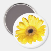 Yellow Gerber Daisy Blume Nah-Up Fotograf Magnet (Vorderseite/Rückseite)