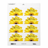 Yellow Gerber Daisy Nah Up Fotografie (Vorne)