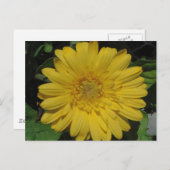Yellow Gerber / Gerbera Daisy Postkarte (Vorne/Hinten)