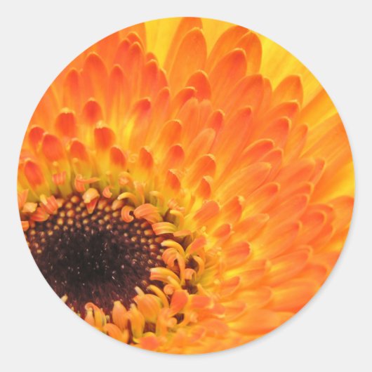 Yellow Gerber Stickers (Vorderseite)