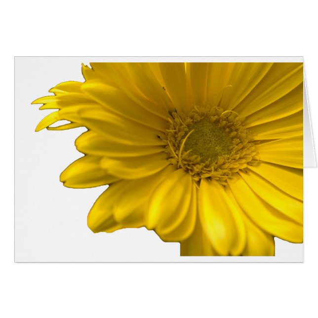 Yellow Gerbera Daisy (Vorderseite (Horizontal))