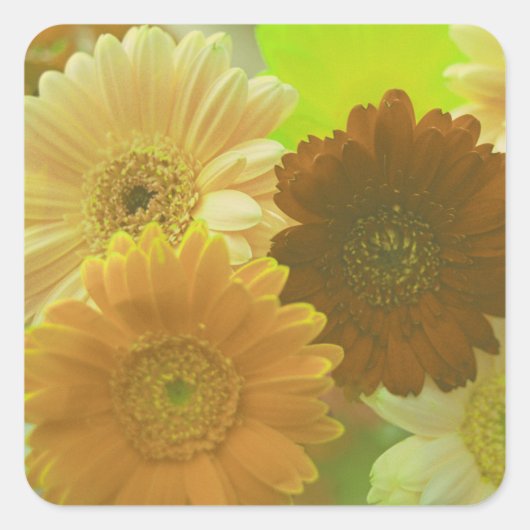 Yellow Gerbera Daisy Blume Art Sticker Decals (Vorderseite)
