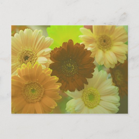 Yellow Gerbera Daisy Blume Foto Postkarten (Vorderseite)
