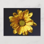 Yellow Gerbera Daisy Postkarte (Vorderseite)