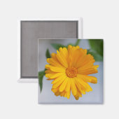 Yellow Gerbera Daisy Wildblume Magnet (Vorderseite/Rückseite)