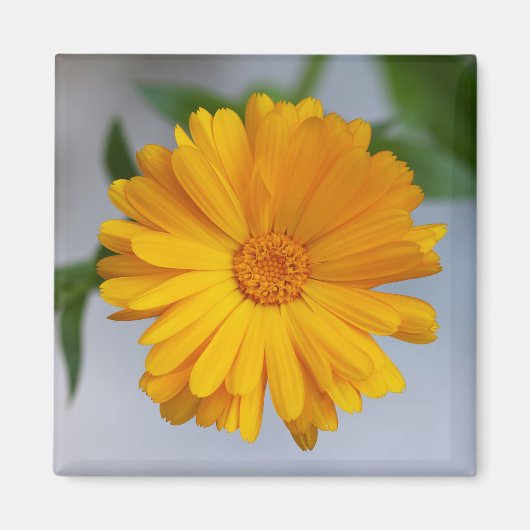 Yellow Gerbera Daisy Wildblume Magnet (Vorne)