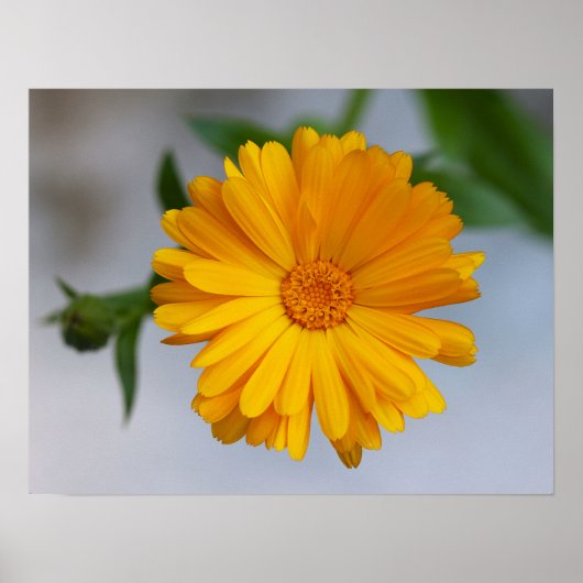 Yellow Gerbera Daisy Wildblume Poster (Vorne)