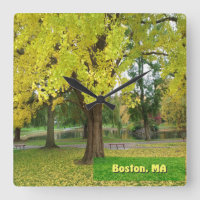 Yellow Gingko Tree - Boston Public Garden