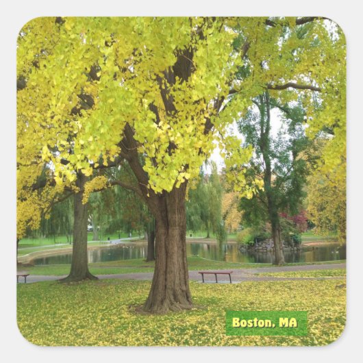 Yellow Gingko Tree Quadratischer Aufkleber (Vorderseite)