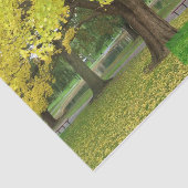 Yellow Gingko Tree Seidenpapier (Ausschnitt)
