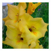 Yellow Gladiola Poster (Vorderseite)