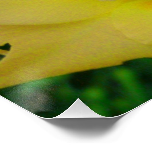 Yellow Gladiola Poster (Ecke)