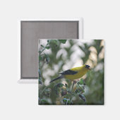Yellow Goldfinch Magnet (Vorderseite/Rückseite)