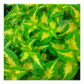 Yellow Green Coleus Blume Perfektes Poster (Vorderseite)