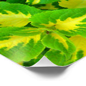 Yellow Green Coleus Blume Perfektes Poster (Ecke)