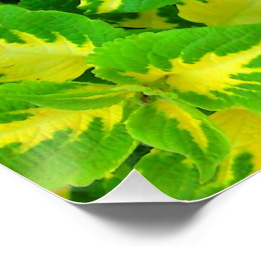 Yellow Green Coleus Blume Perfektes Poster (Ecke)