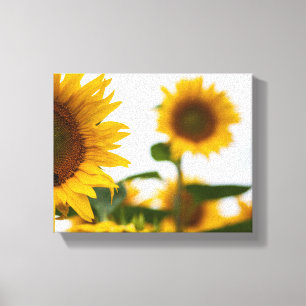Yellow Hardy Sunflower Best Sunflower Fotos Leinwanddruck