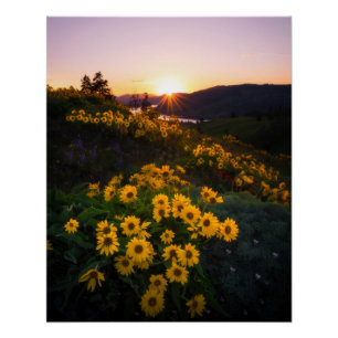 Yellow Hardy Sunflower Best Sunflower Fotos Poster