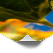Yellow Hardy Sunflower Best Sunflower Fotos Poster (Ecke)