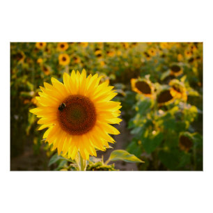 Yellow Hardy Sunflower Best Sunflower Fotos Poster