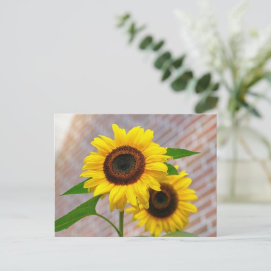 Yellow Hardy Sunflower Best Sunflower Fotos Postkarte (Stehend Vorderseite)